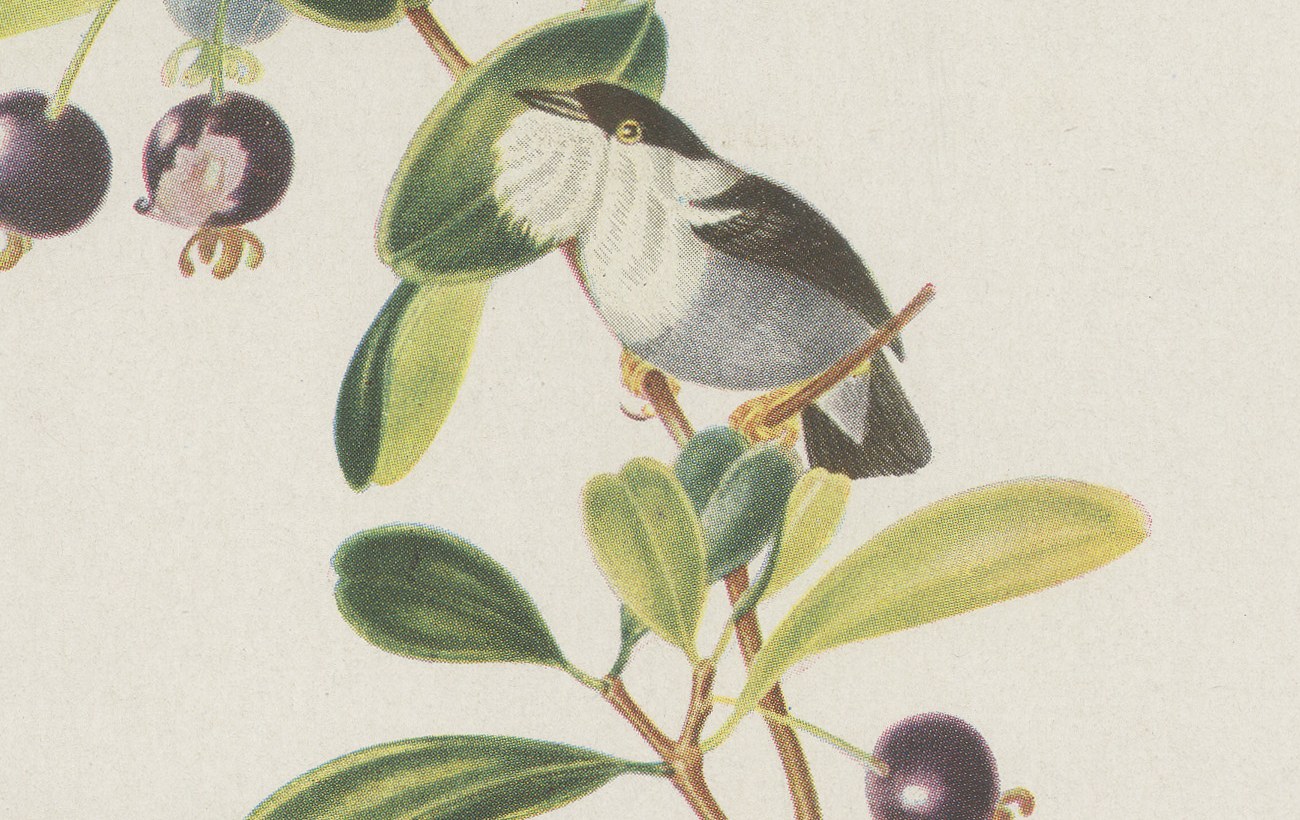 Manakins, Brazilian Bird Print, Descourtilz, 1944, view 4