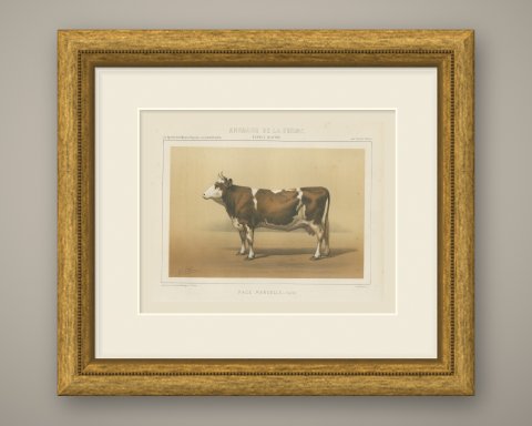 Mancelle Cow, French Cattle Breed, Antique Chromolithograph by Borie, 1863, shown framed