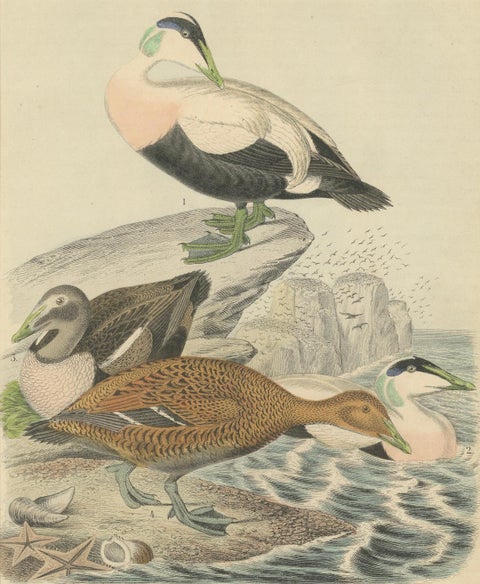 Hand-Coloured Lithograph of Eider Ducks by the Sea: An 1863 Coastal Study, close-up 5