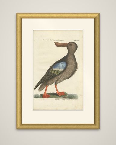 Hand-Colored Engraving of the American Duck with Broad Bill by Seligmann, c.1770, shown framed