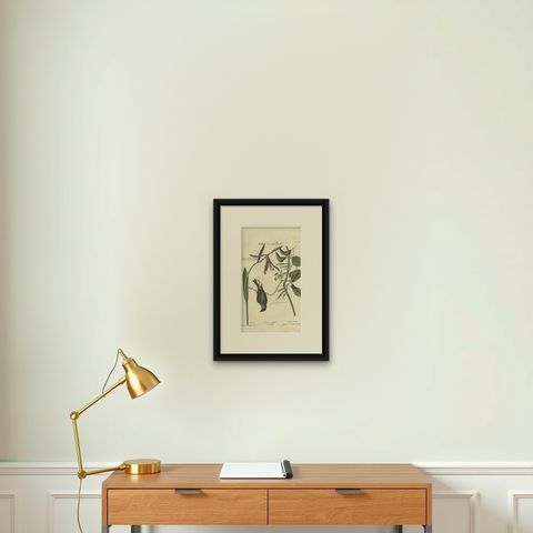Antique Print of Various Plants and the Yellow-Rumped Warbler by Seligmann, shown framed on a wall