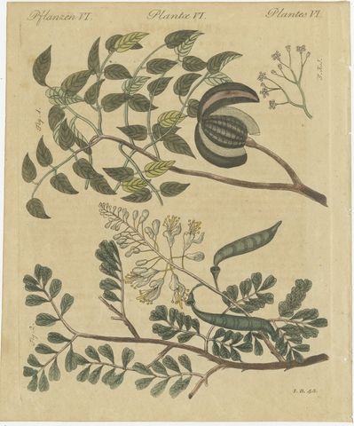 Mahogany Tree and Logwood, Antique Bertuch Print, circa 1805, view 2