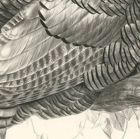 Antique Bird Print of Mexican Turkey, Lithograph, Circa 1868, Rare, close-up 2