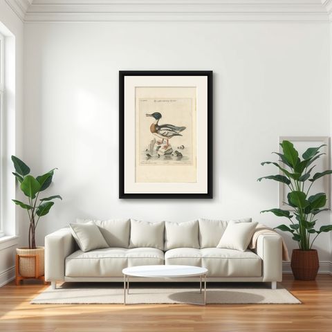 The Red-Breasted Merganser: Hand-Colored Engraving Published in c.1770, shown framed in a room