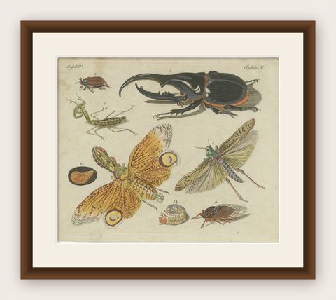 Original Antique Print of Exotic Insects, Lanternfly and Mantis, c. 1790, shown framed