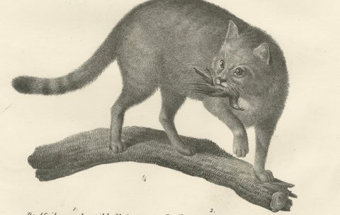 19th-Century Lithograph of the African and European Wild Cats in Natural Poses, close-up 3