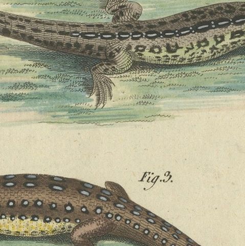 Antique Handcolored Engraving of Lizards and Newts, c.1800, close-up 5