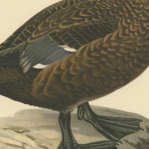 Quiet Sentinel: Original Vintage Bird Print of The Female Steller's Eider, 1929, close-up 4