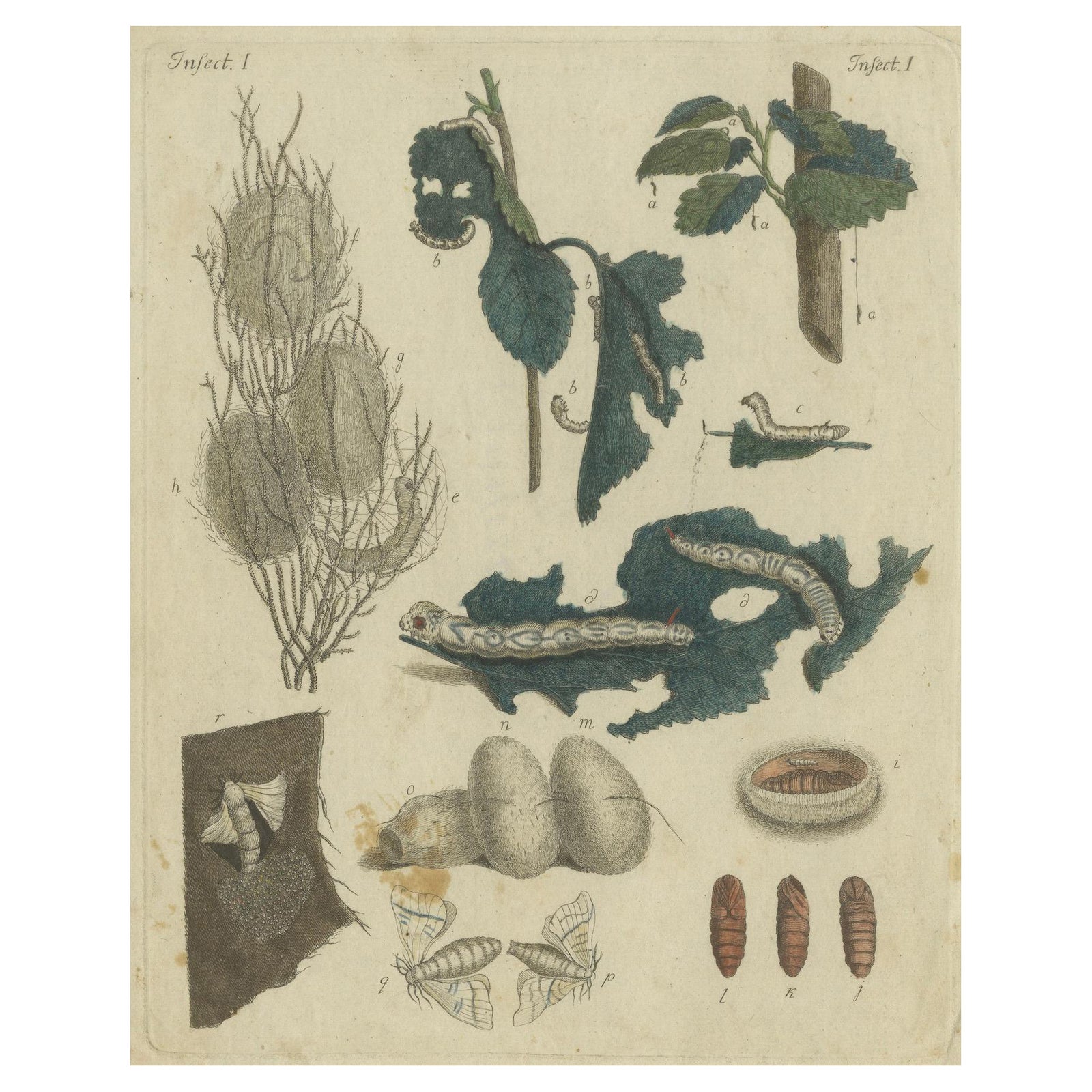 Antique Handcolored Engraving of Silkworm Life Cycle, c.1800