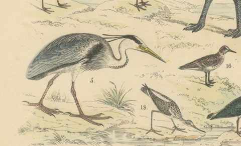 Wading Birds & Cranes Print: Flamingo, Stork, Ibis, Bustard, Antique 1867, close-up 5