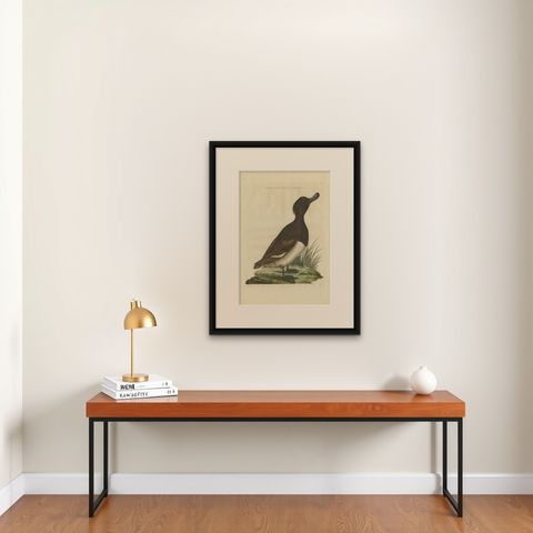 Female Tufted Duck Antique Bird Print by Sepp & Nozeman, circa 1797, shown framed on a wall