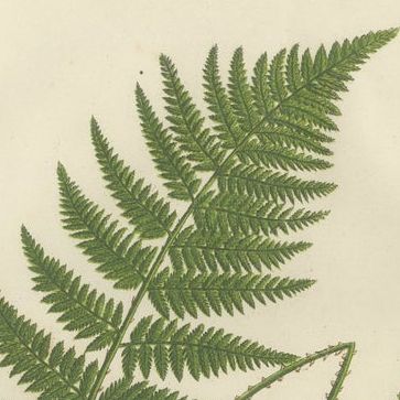European Quillwort and Creeping Pillwort, Botanical Triptych, 1873, close-up 1