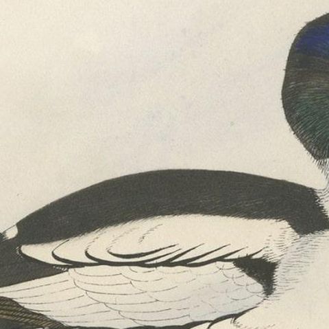 Antique Bird Print of a Duck, C.1840, close-up 1