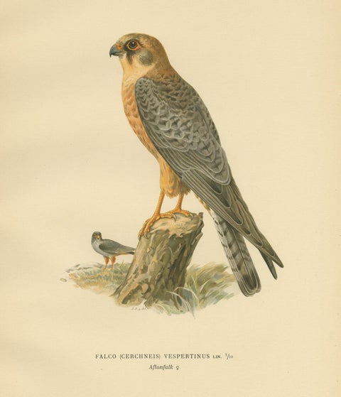 Antique Bird Print of the Red-Footed Falcon by Von Wright, 1929, view 2
