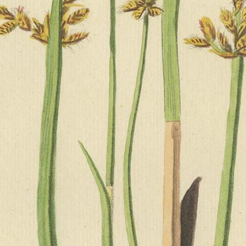 Antique Botany Print of Schoenoplectus Triqueter by Sepp, 1830, close-up 2