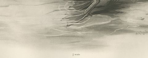 Drake on the Water, Antique Bird Print after Lilian Medland, circa 1909, close-up 1