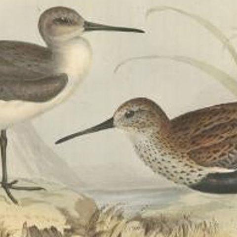 Antique Bird Print of the Dunlin Bird by Gould, 1832, close-up 2