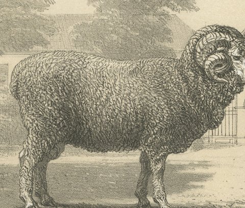 Rambouillet Merino Ram and Ewe of 1786, Antique Sheep Print, 1873, view 3