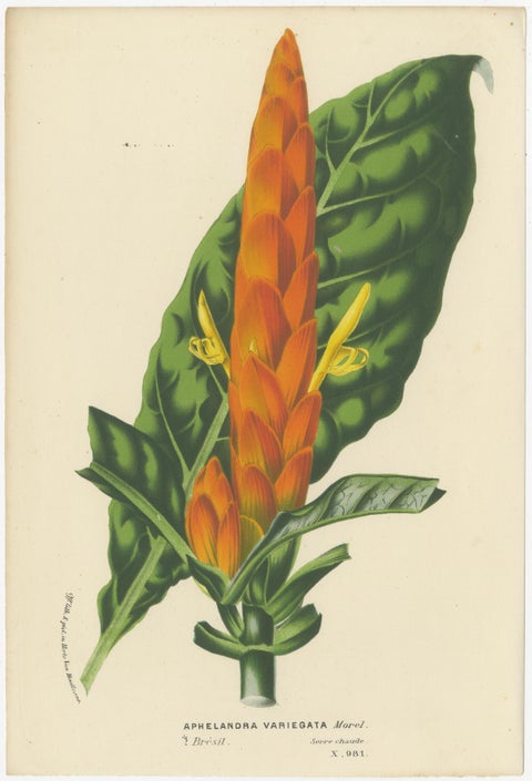 Van Houtte's Botanical Elegance: A Trio of Exotic Flora, Published in circa 1875, view 4