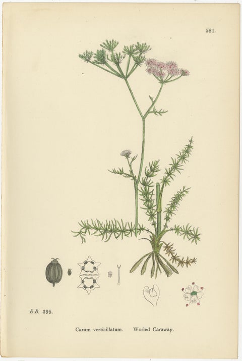 Hand-Colored Botanical Engravings of Caraway and Earth-Nut Species, 1902, view 2