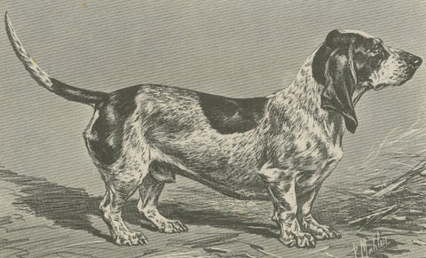 Blue Basset of Gascogne, Antique Dog Illustration, 1915, close-up 2