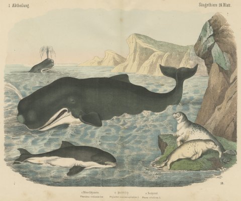 Antique Sperm Whale Print with Porpoise and Seals, Kolb Mammals, circa 1890