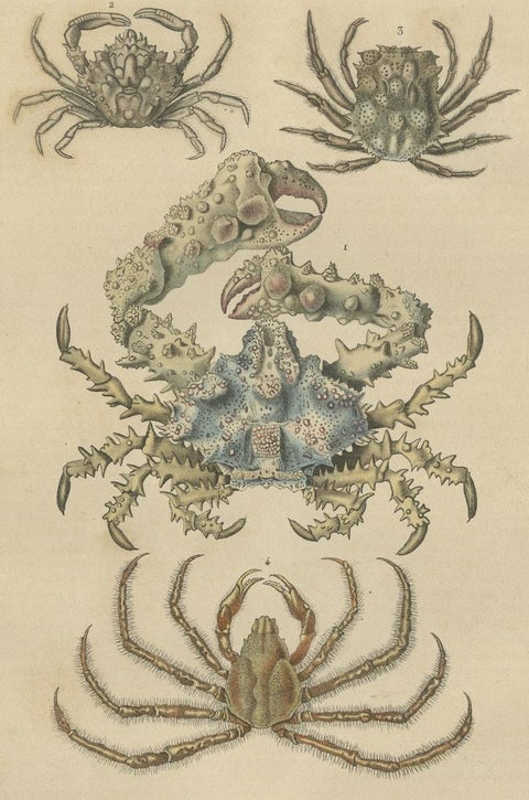 19th Century Antique Handcolored Print of Different Sea Crabs, 1845, close-up 1