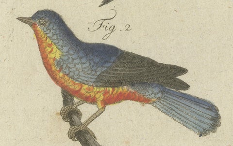Original Antique Print of Seven Robins, Bluethroats and Yellowthroats, 1796, close-up 2
