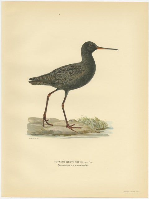 Antique Bird Print of the Spotted Redshank 'Summer' by Von Wright, 1929, view 3