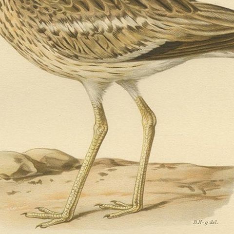 Antique Bird Print of the Eurasian Stone-Curlew by Von Wright, 1929, close-up 2