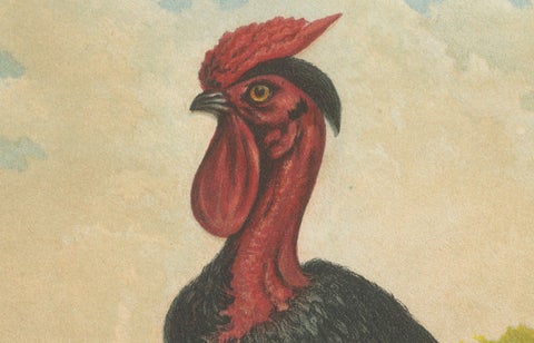 Black Zevenbergen Naked Neck Chickens - A Striking 19th-Century Poultry Print, close-up 3