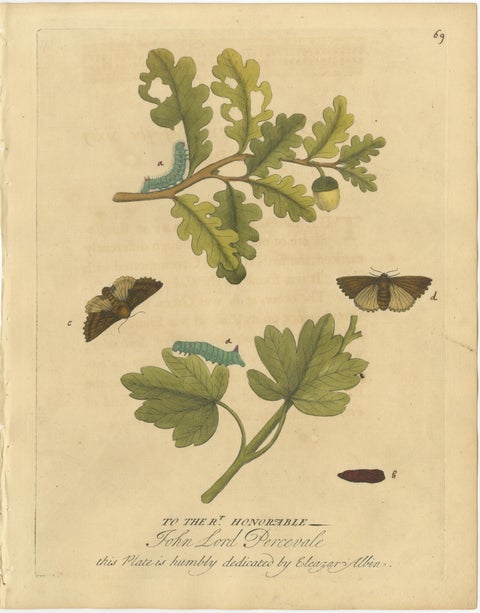 Antique Entomology Print, English Insects on Oak & Elm, Albin 1720, view 4