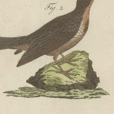 Crested Lark and Other Larks, Antique Bertuch Print, Vienna, circa 1805, close-up 1