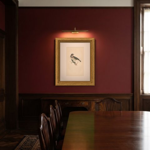 Bluebreast or Bluethroat on a Forked Branch, Antique Bird Print, 1896, shown framed in a room