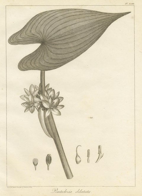 Antique Print of the Royal Pickerel Plant by Symes, 1800, view 3