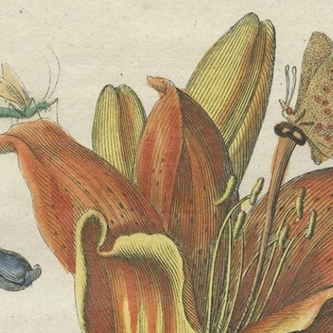 Old Botany Print of the Orange Lily & Digitalis Ferruginea Angustifolia, 1794, close-up 1
