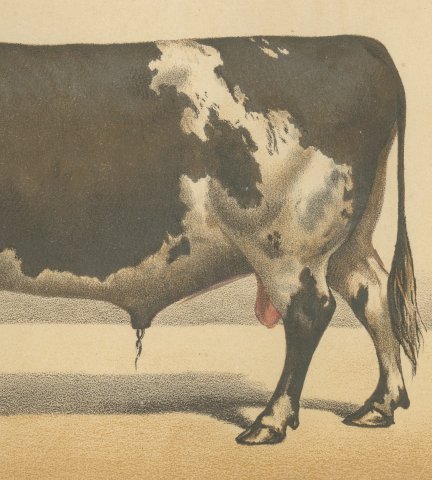 Durham Shorthorn Bull, British Cattle Chromolithograph by Olivier de Penne, 1863, close-up 3