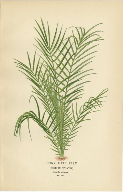 Antique Botanical Prints of Curly Palm, Spiny Date Palm & Trachycarpus, c.1897, view 3