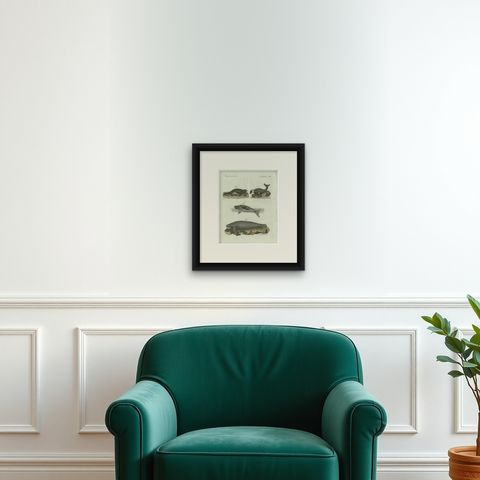 Original Antique Print of Seals, Sea Lion and Manatee by Bertuch, 1790, shown framed on a wall