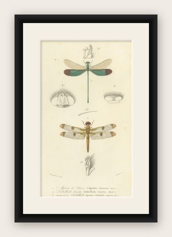 Antique Dragonfly Print, Agrion de Chine, French Natural History Engraving 1800, shown framed