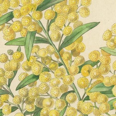 Antique Botany Print of Acacia Prominens by Curtis '1836', close-up 1
