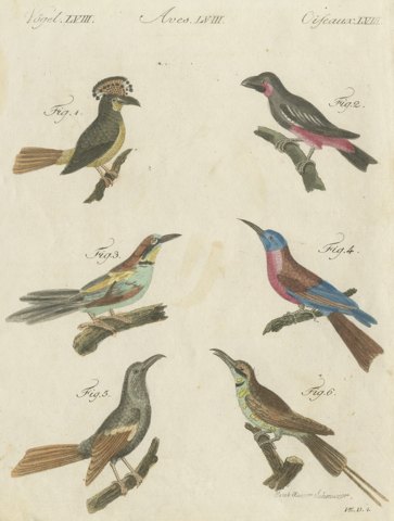 Royal Flycatcher and Bee-eaters, Antique Bertuch Print, Vienna, circa 1805