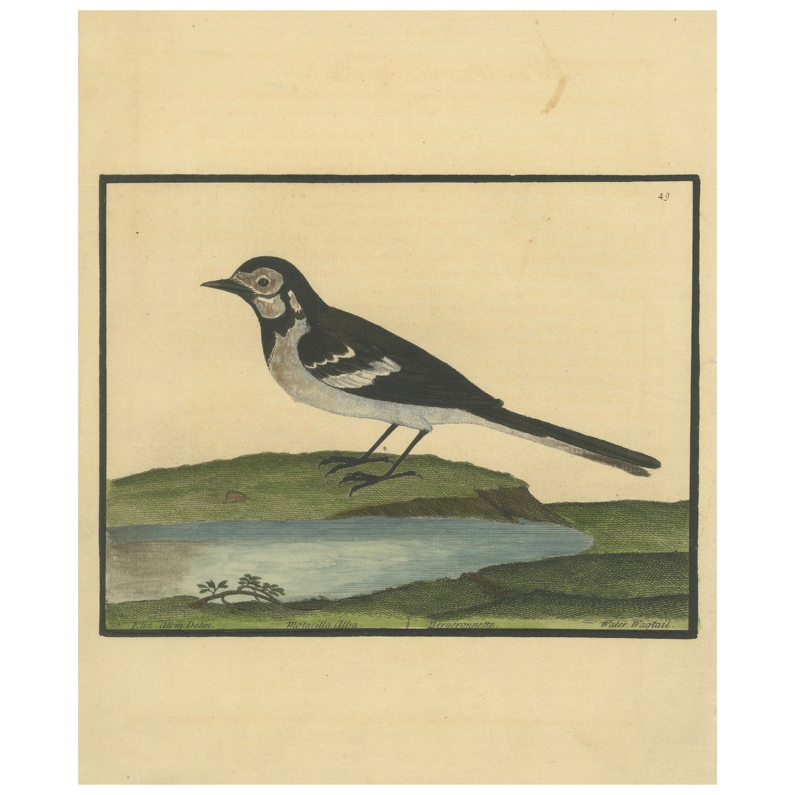 Antique Hand-Colored Engraving of the Water Wagtail by Eleazar Albin, circa 1730