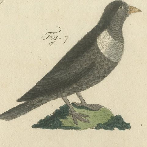 Thrushes, Blackbird and Ring Ouzel, Antique Bertuch Print, Vienna, circa 1805, close-up 5