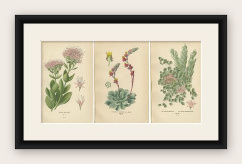 Botanical Succulent Prints: Sedum Spectabile & Sieboldii, Cotyledon Secunda 1897, shown framed