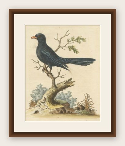 The Black Indian from George Edwards' A Natural History of Uncommon Birds (1743), shown framed