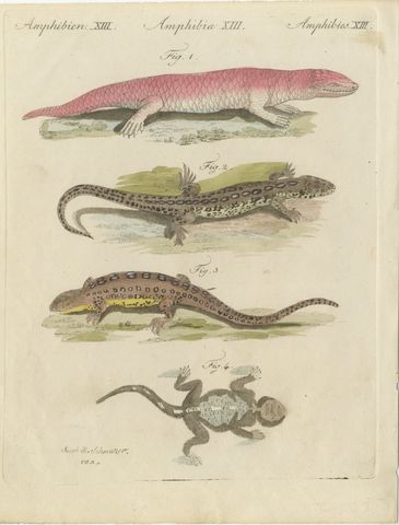Skink and Grey Lizards, Antique Bertuch Print, Vienna, circa 1805