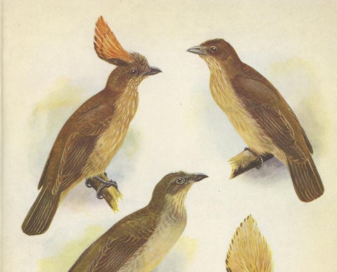 Antique Print of the Orange-Crested Gardener Bird & the Crested Gardener '1950', view 2