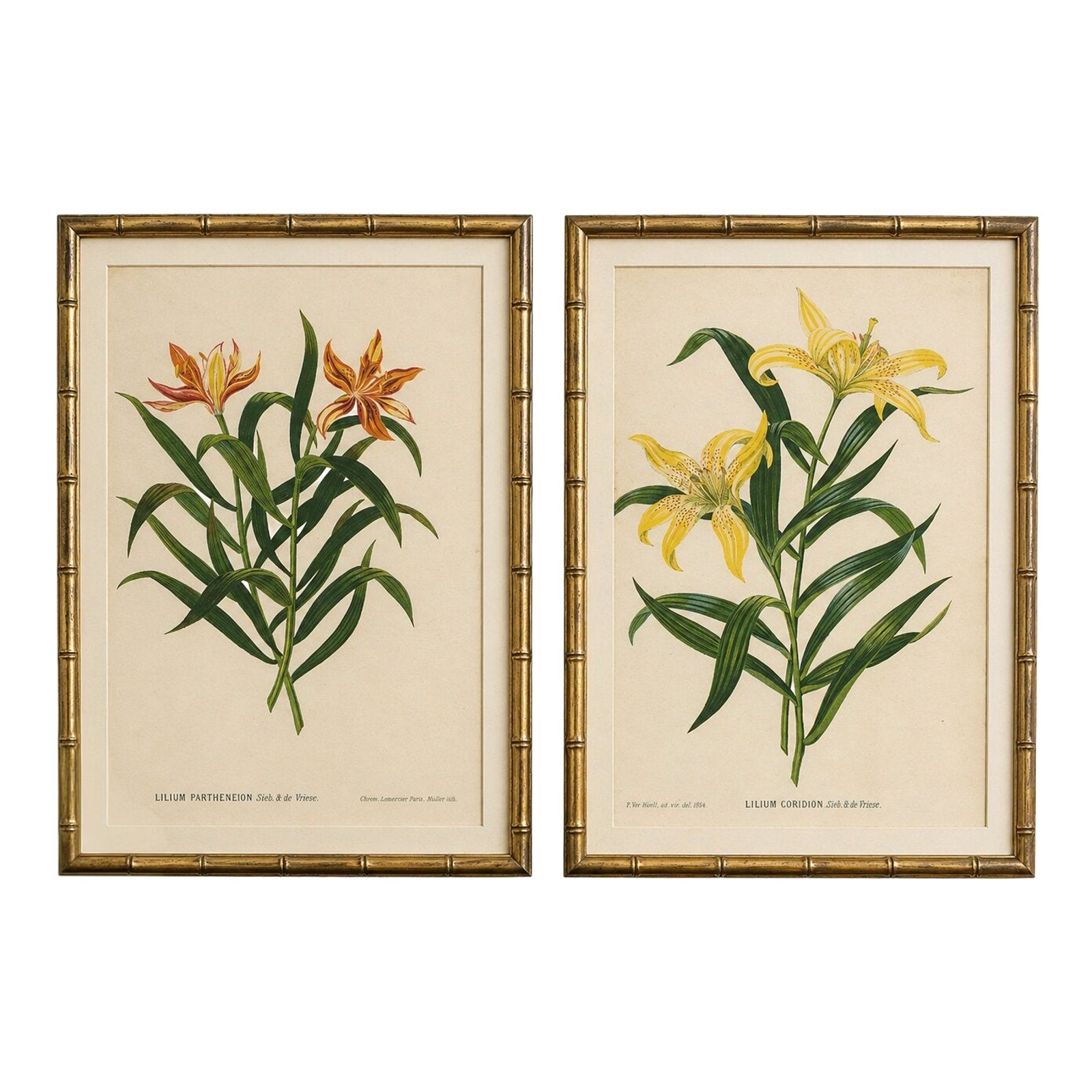 Pair Antique Botanical Lithographs, Lilium Partheneion & Coridion, 1856