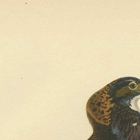 Antique Bird Print of the Calidris Pugnax by Von Wright, 1929, close-up 1